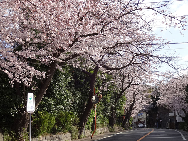 鎌倉山桜並木路