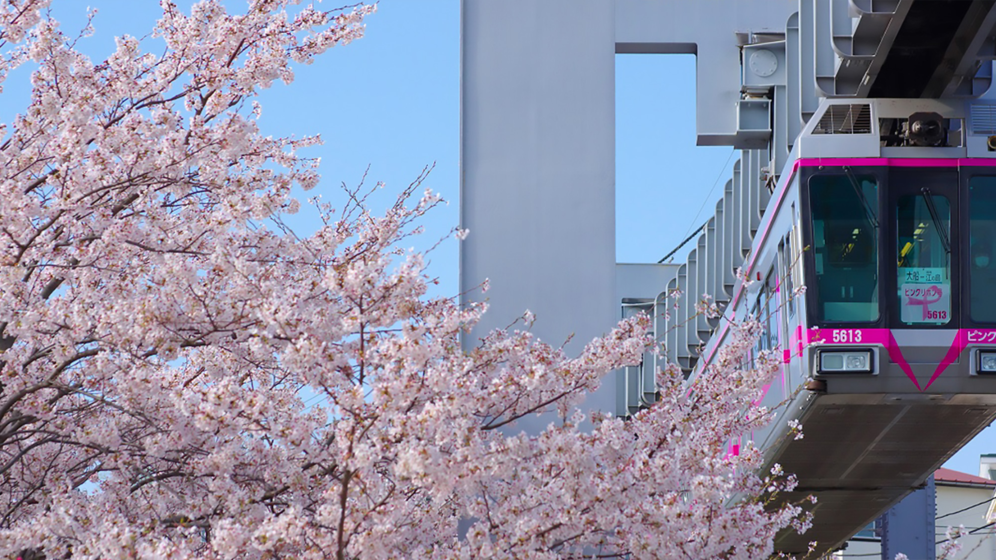 Pass through the Cherry Blossoms