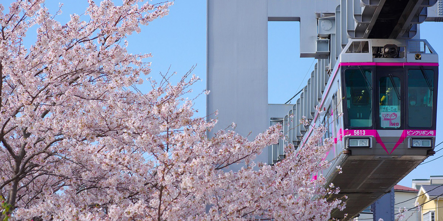 Pass through the Cherry Blossoms