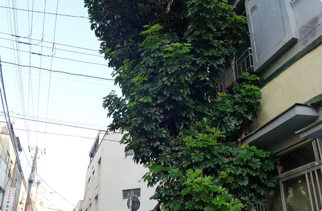 路上で営まれ、路上が育む園芸 