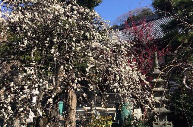 常立寺のしだれ梅