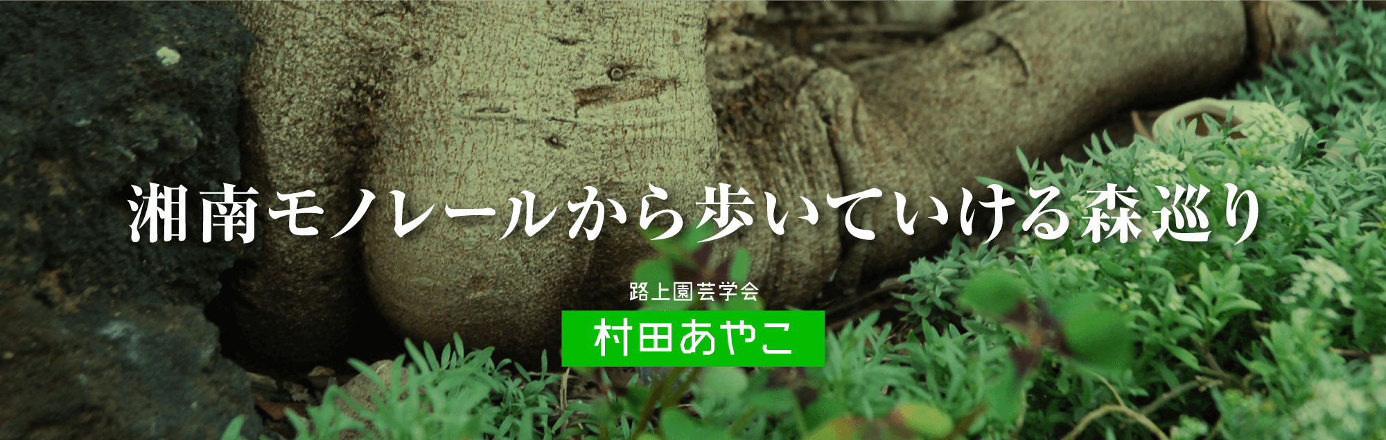 湘南モノレールから歩いていける森巡り 村田あやこ（続編）