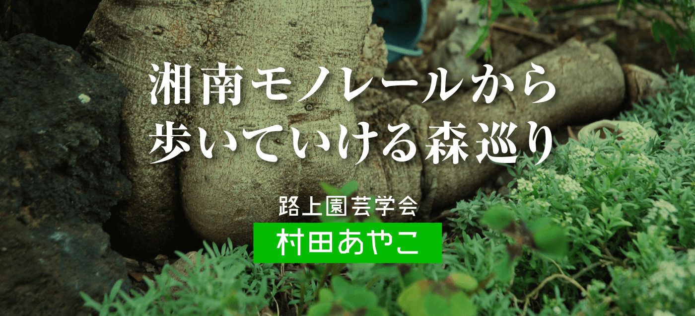 湘南モノレールから歩いていける森巡り 村田あやこ（続編）