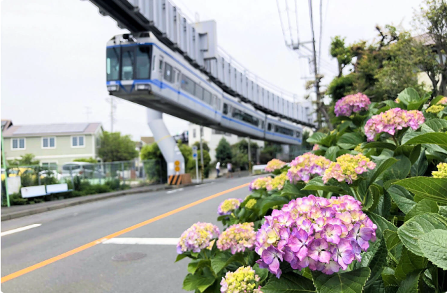 紫陽花が見頃です♪