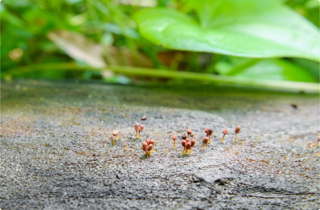 第一回　不思議な生き物・変形菌