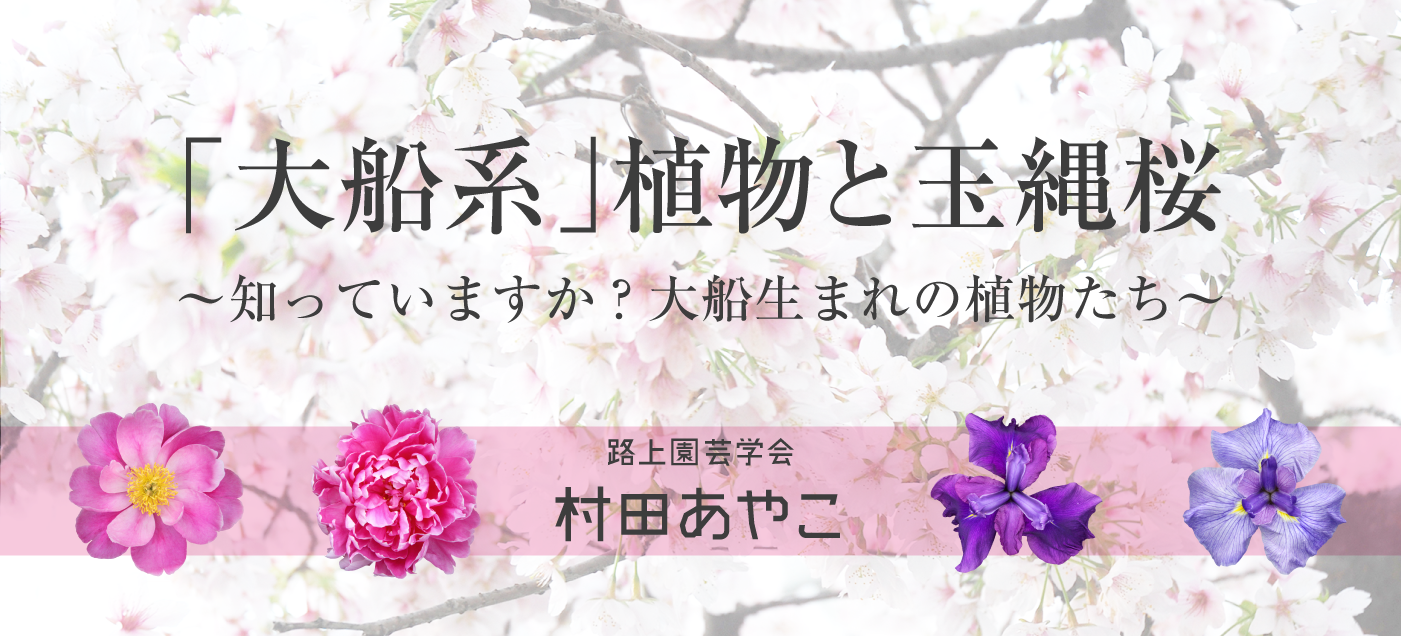 「大船系」植物と玉縄桜～知っていますか？大船生まれの植物たち～ 村田あやこ（大船系植物編）