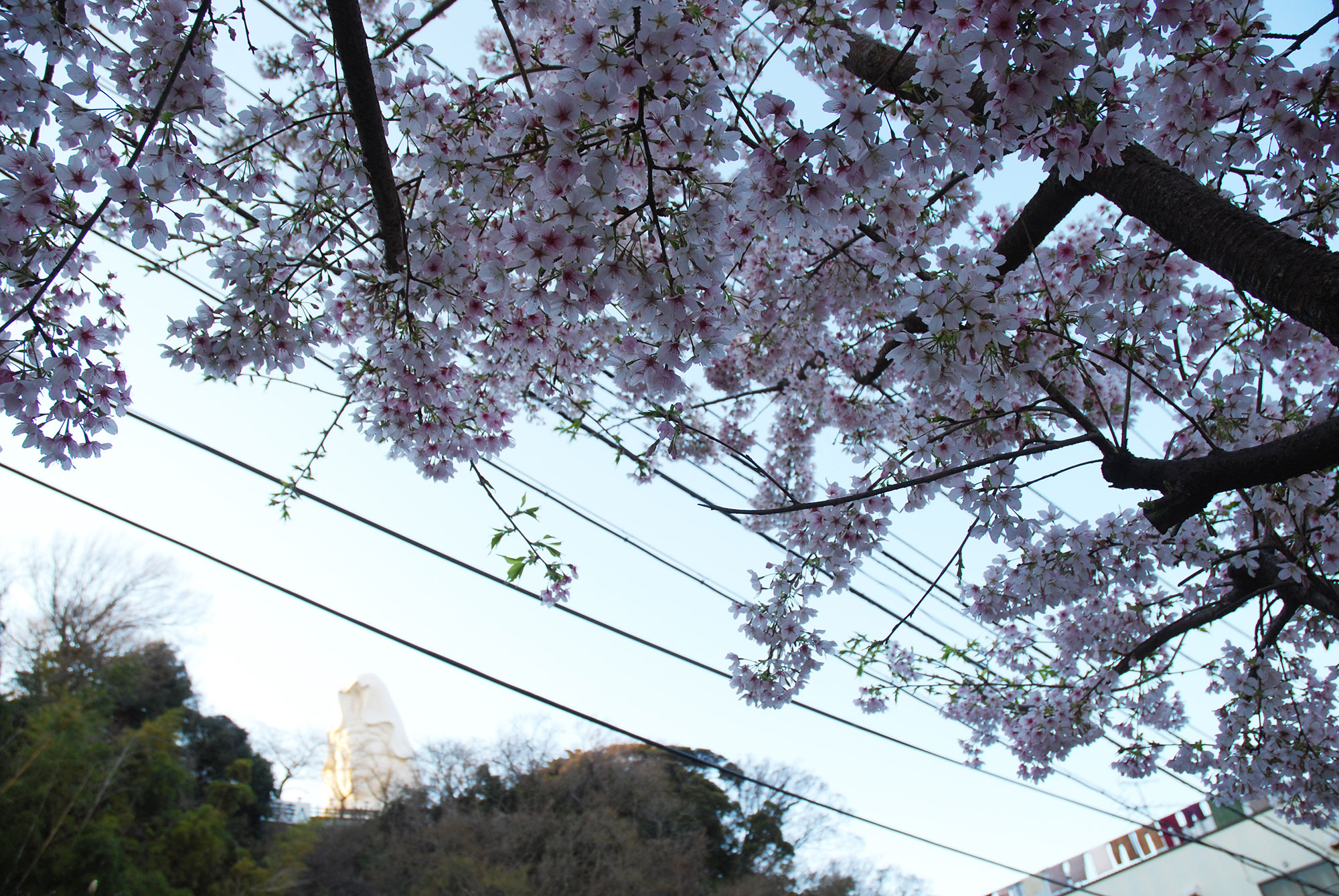 第四回　大船発祥の桜「玉縄桜」