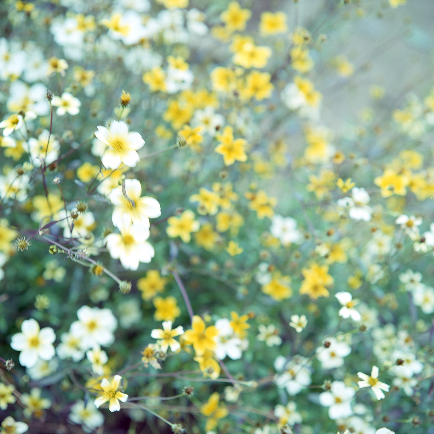 春を感じるようなお花